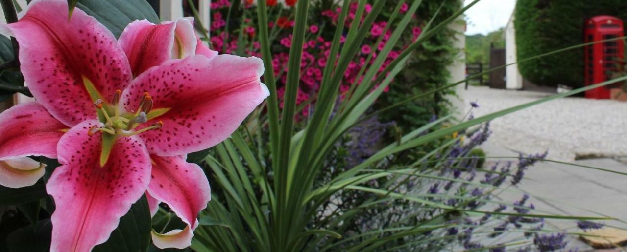 Bed and Breakfast Hope Orchard Cheltenham Esterno foto